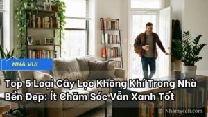 Top 5 Loại Cây Lọc Không Khí Trong Nhà Bền Đẹp: Ít Chăm Sóc Vẫn Xanh Tốt